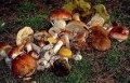 Внимание, грибы! Как не отравиться дарами леса 