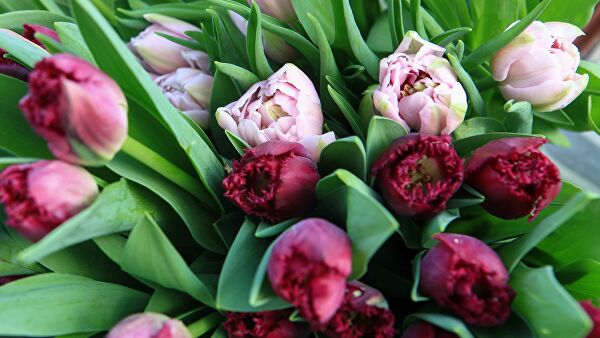 Могилевчан и гостей города приглашают на цветочные распродажи с 6 по 8 марта