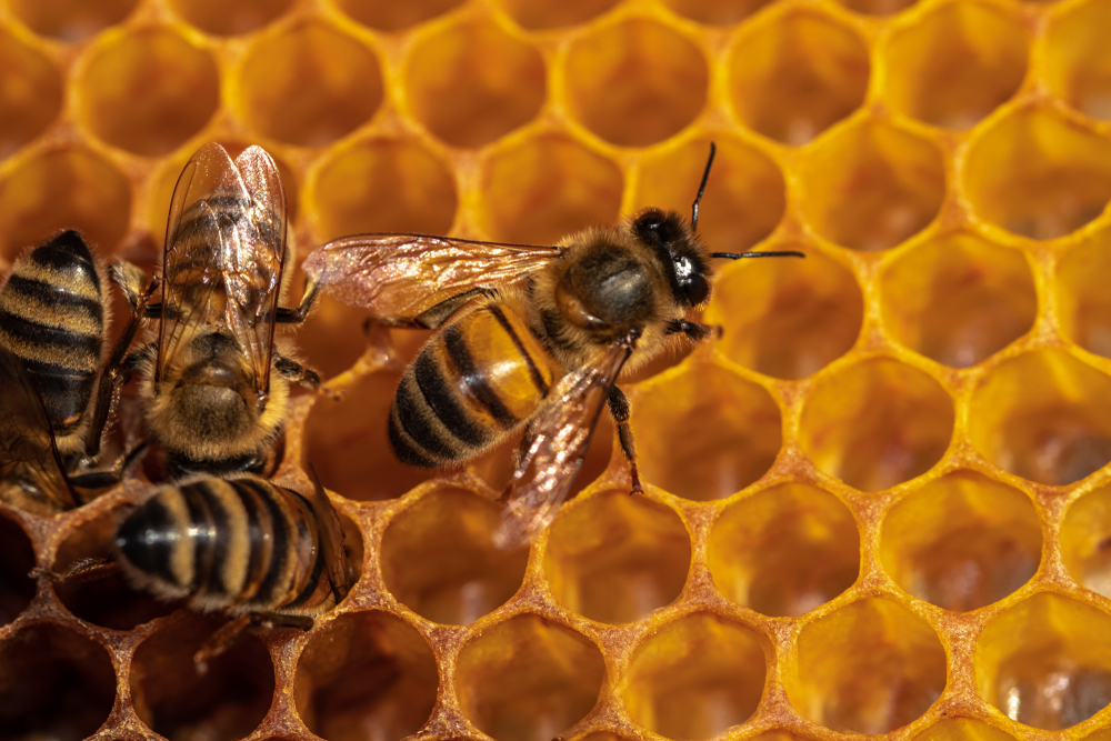 В Могилевском государственном университете имени Кулешова намерены создать инфоцентр по пчеловодству