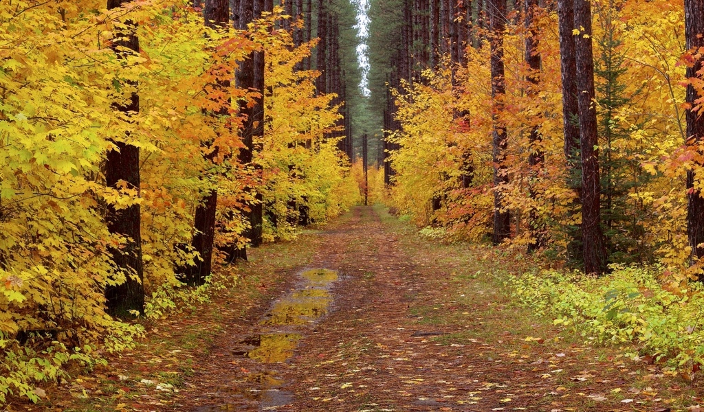 Общереспубликанская акция «Чистый лес» пройдет в Могилевской области 9 октября