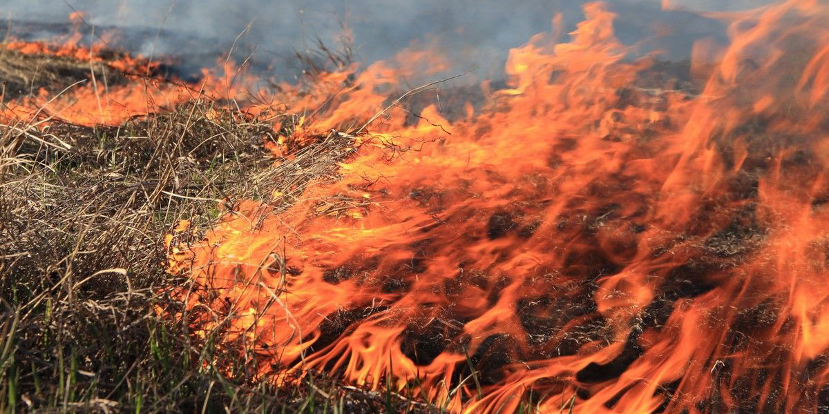 Месячник по предупреждению выжигания сухой растительности проходит в Могилеве 