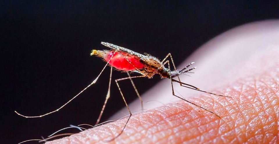 В Могилевской области ежегодно регистрируются завозные случаи малярии