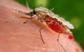 25 апреля — всемирный день борьбы с малярией