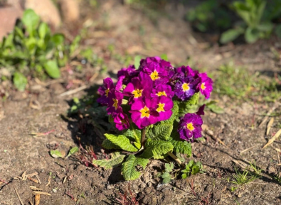 Благоустройство дворов в Могилеве