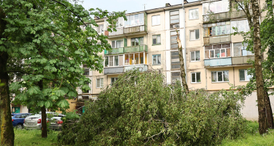 В Могилеве после прохождения грозового фронта работает комиссия по ликвидации последствий ЧС