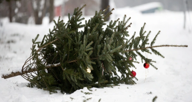 Куда выбросить елку после праздников в Могилеве?