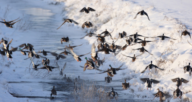 Море уток! Почему на водоемах Могилева наблюдается большое скопление птиц и нужно ли им помогать в морозы