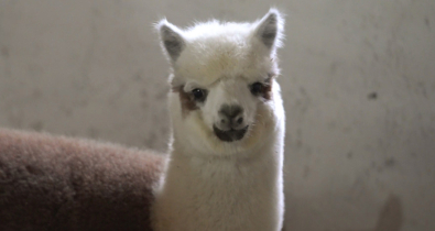 В могилевском зоосаде появились новые жители. Видео