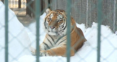 Зимовка в Могилевском зоосаде: как лев, тигр и медведи переживают морозы. Видео