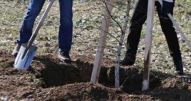 Более миллиона цветов и тысячи деревьев высадят в Могилеве в этом году