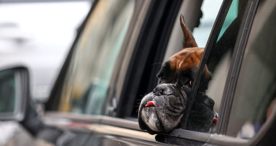 Владельцам собак в Беларуси нужно платить налог. Для кого существуют льготы?