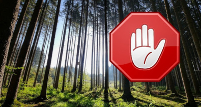 Ограничения на посещение лесов введены во всех районах Могилевской области