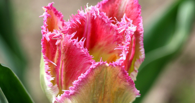 Праздничный спрос: в Могилеве готовят к продаже 15 тыс. свежих цветов к 8 Марта