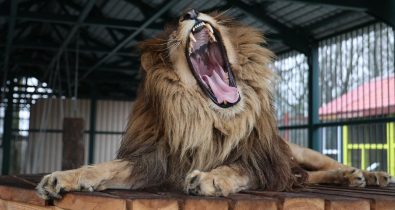 Узнали, чем подкупает Могилевский зоосад и как его питомцы справляются с зимними холодами