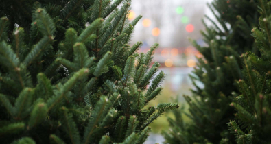 В Могилеве начали работать елочные базары: где именно?