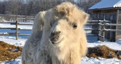 В Могилевском зоосаде обживается белоснежная верблюдица