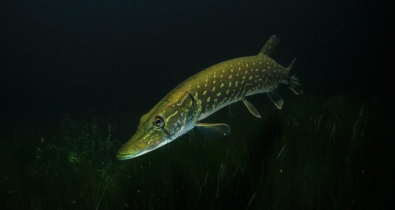 В Беларуси начал действовать запрет на ловлю щуки