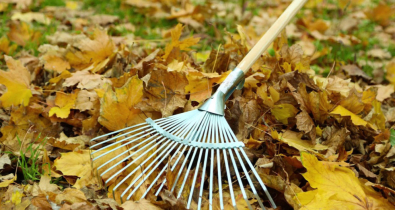 Могилев готов к зиме: молодежь и волонтеры благоустраивают сквер. Видео