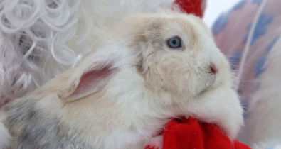 Активности на свежем воздухе со сказочными персонажами: в Могилевском зоосаде проходят утренники